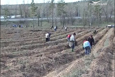 Восстановить лес после пожаров: в Тольятти посадили новые деревья