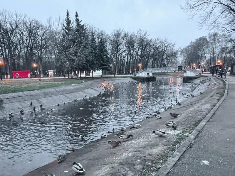 В Самаре в парке Гагарина заметили нашествие уток