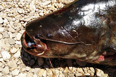 Размером с человека: рыбаки под Самарой поймали крупного сома