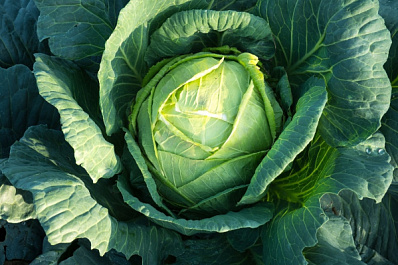 Брокколи или кольраби: какая капуста самая полезная?