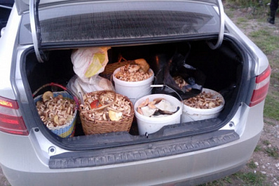 За грибами не сходить: в Самарской области продлили запрет на посещение лесов