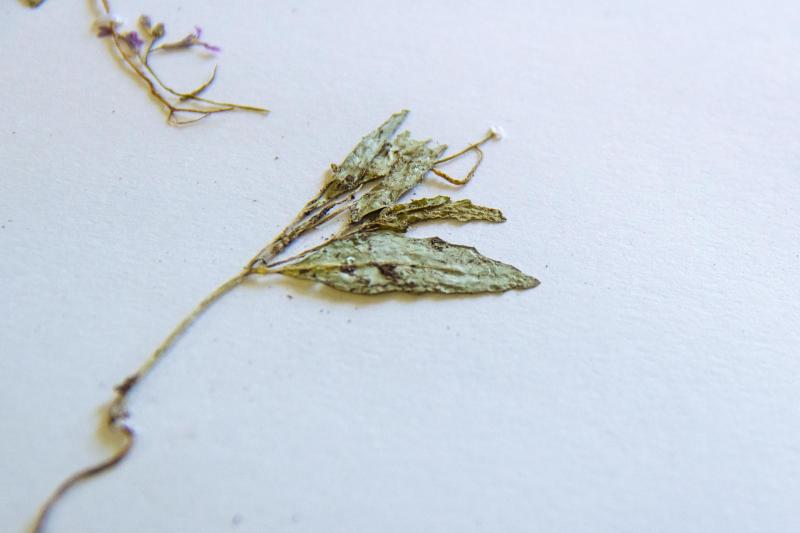 Коллекция флоры Волго-Уральского региона включена в глобальную базу знаний о жизни на Земле