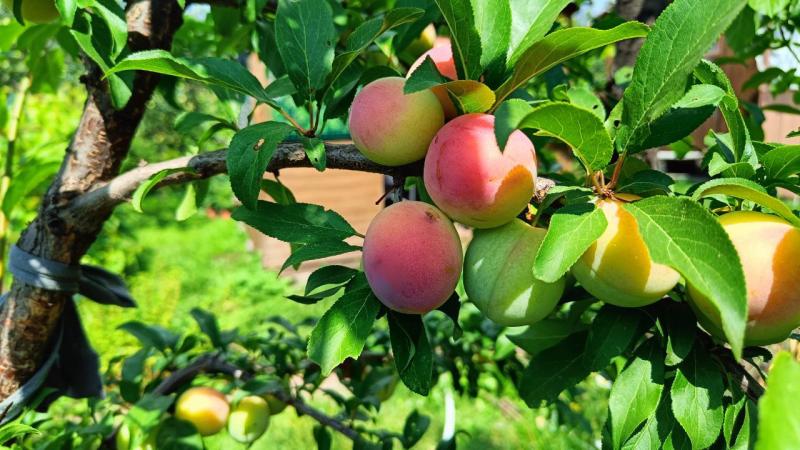 Медик советует в сентябре включить в рацион помидоры, сливы и шпинат