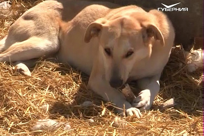 Отловом безнадзорных животных в Самарской области займутся муниципалитеты