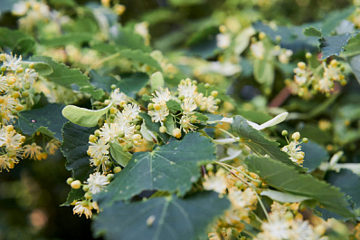 В Самаре на улице Куйбышева посадят 94 липы