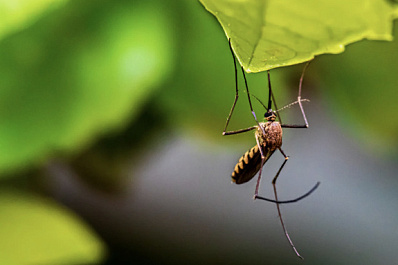 Дерматолог: комаров отпугивают эфирные масла