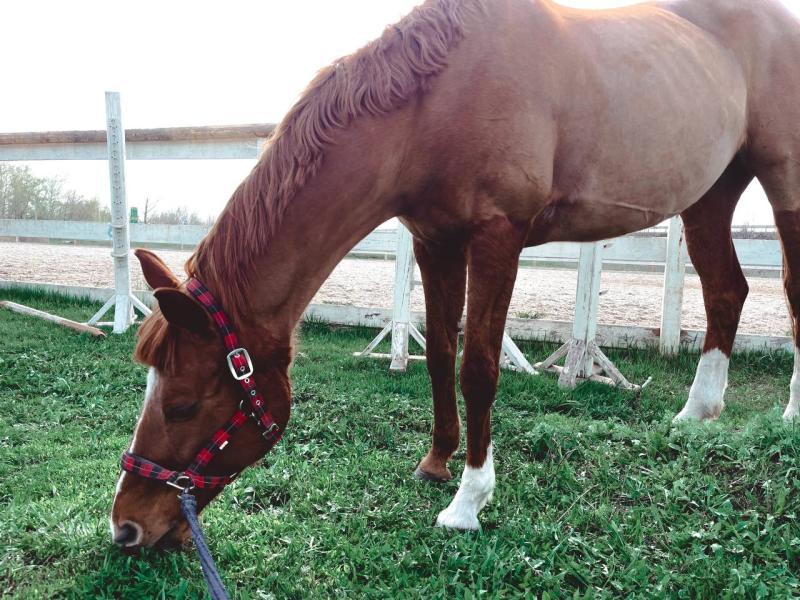 Живодер проник в частный клуб и попытался убить двух лошадей