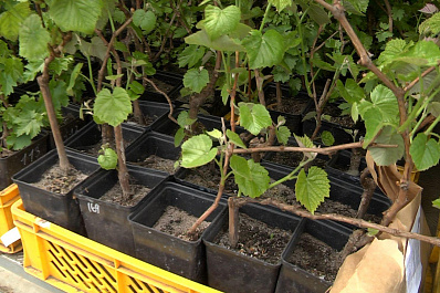 ТРК ГУБЕРНИЯ раздала 500 саженцев винограда