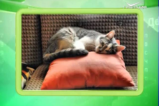 Календарь губернии 01.03.2016