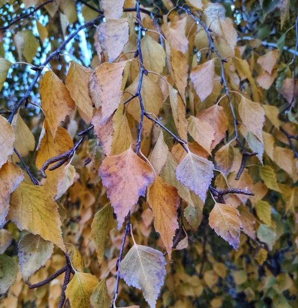 В Тольятти на содержание и уход за деревьями потратят 53 млн рублей