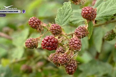 Из города в деревню: как житель села Новое Мансуркино начал выращивать ежевику