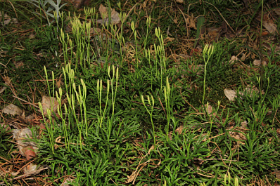 В Самарской области нашли редкие виды растений