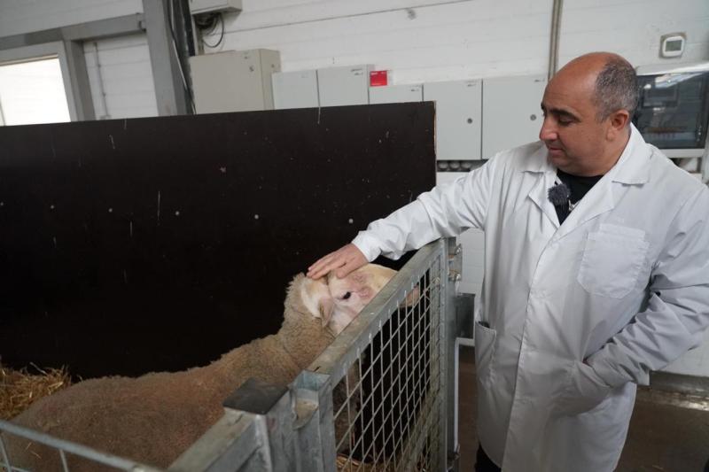 Поддержка для овцеводов: как в Самарской области разводят племенных овец и производят молоко