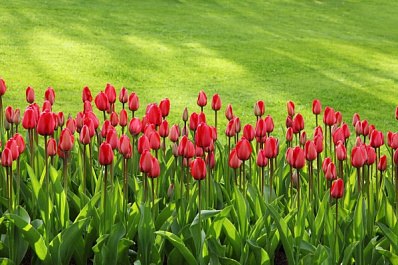 В Сызрани высадят 10 тысяч тюльпанов