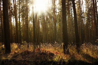 Место обитания загадочных существ под Сызранью может получить статус природного парка