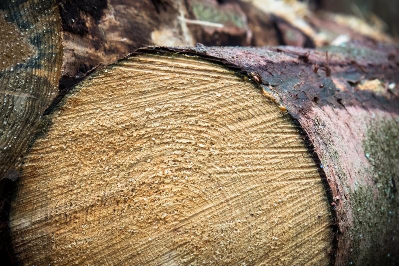 Самарцам при содействии системы "Инцидент Менеджмент" помогли вывезти спиленные деревья