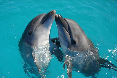 В России запретят вылавливать дельфинов и китов для шоу