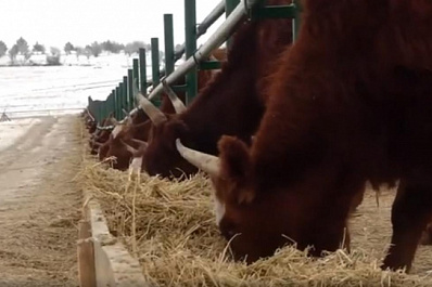  Предприятия АПК в регионе получают господдержку