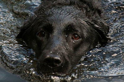 В Самаре спасли большую черную собаку, застрявшую в фонтане на ул. Осипенко