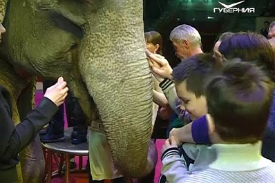 В Самаре раскрасили слона