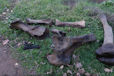 Подводные охотники обнаружили в реке Большой Кинель кости мамонта