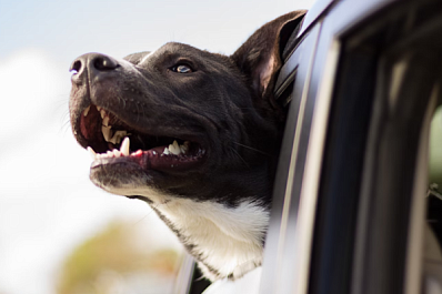 Эксперты рассказали, как перевозить в машине домашних животных