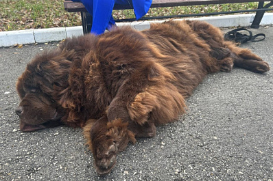 "Военные были в легком шоке": в Самаре психологи с помощью собак-терапевтов социализируют участников СВО