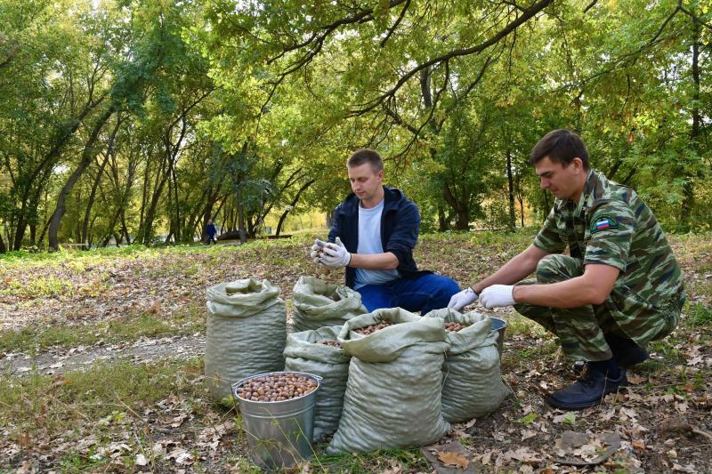 Самарская область одна из первых в ПФО выполнила план по сбору семян дуба