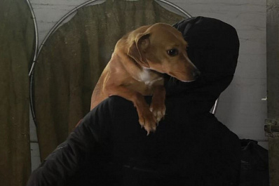 В приютах Самарской области помогают животным оправиться от физических и психических травм