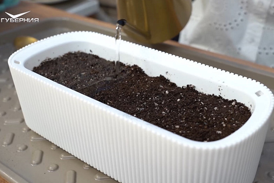 Сеем лук и виолу на рассаду. Дачные сезоны