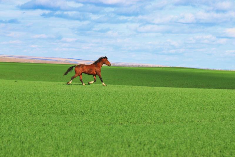 У отравленного коня 17 апреля случился рецидив