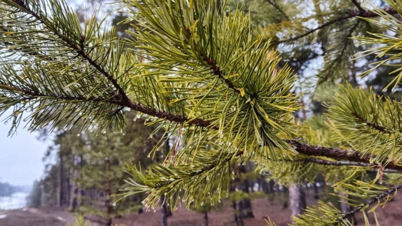 Лес в Кинель-Черкасском районе будут восстанавливать и осенью