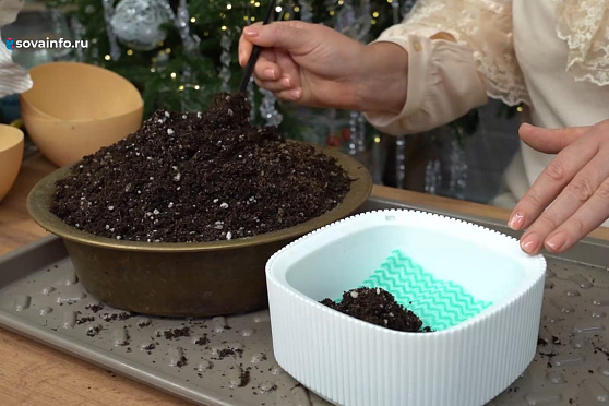 Сеем эустому, дихондру и колеус. Дачные сезоны