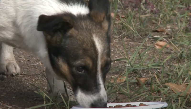 "Укусили за лицо": самарские волонтеры вывезли первых собак из исчезающего поселка Постоянного