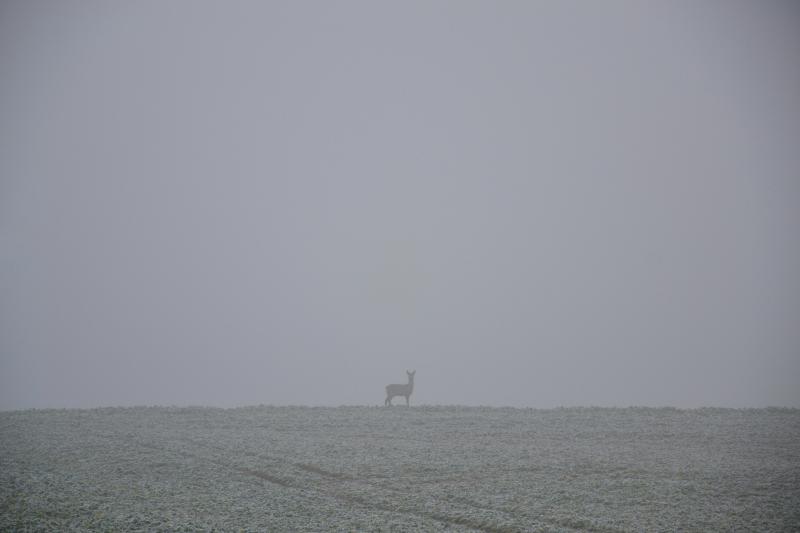 В Самарской области браконьеров поймали на отстреле косуль и краснокнижных птиц