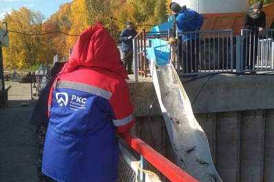 В Самарской области в Волгу выпустили почти 230 тысяч мальков толстолобика