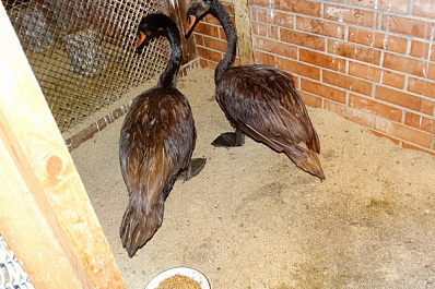 Пара лебедей из нацпарка "Самарская Лука" погибла от интоксикации нефтепродуктами