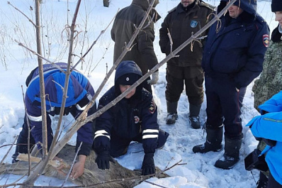 В Самарской области спасли раненую косулю