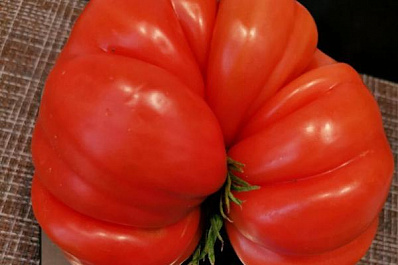 В Самарской области вырастили новый гигантский помидор