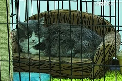 В Самаре открылась выставка "Уши. Лапы. Хвост"