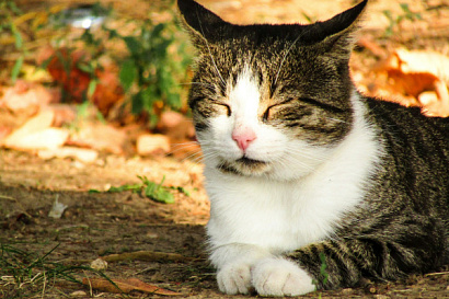 Название статьи