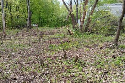 Ущерб на миллион: в Самарской области злоумышленники вырубили деревья в лесу