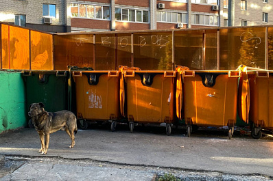 В Тольятти на пенсионерку по дороге в храм напала собака