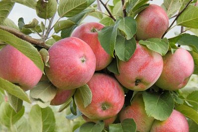 Студенческий десант высадился на одном из сельхозпредприятий Самарской области