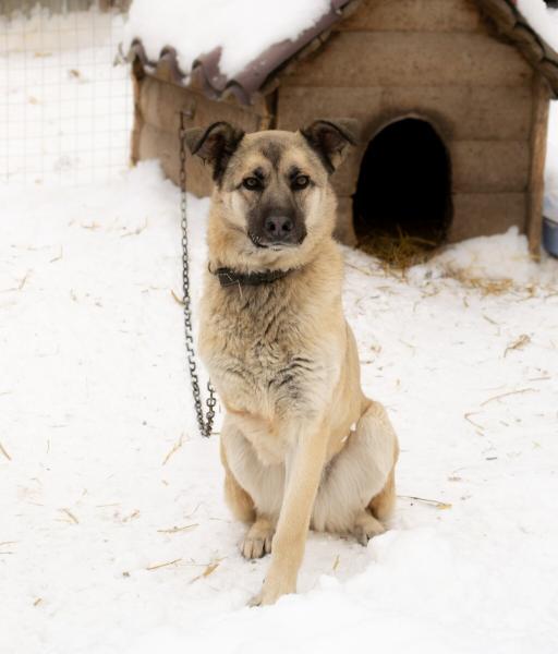 Трехлапая собака ищет новых хозяев в Самаре