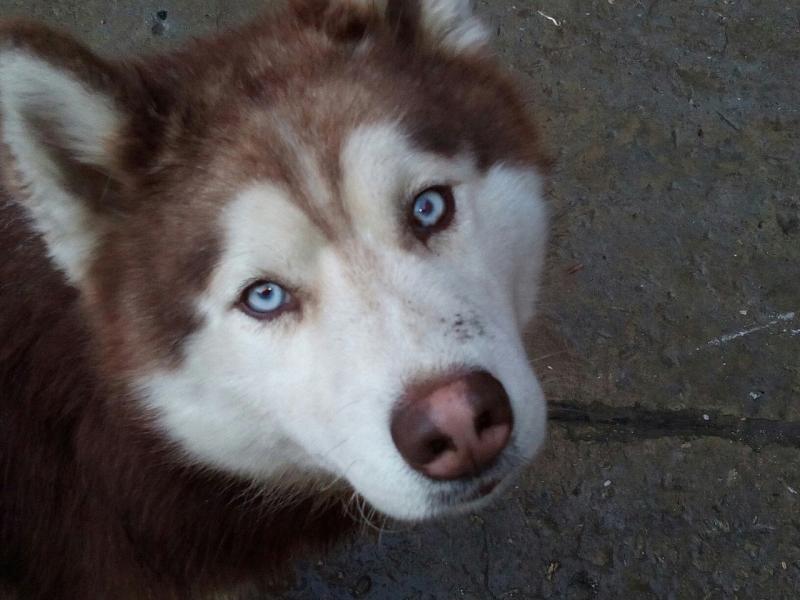 В Тольятти стартовал зооволонтерский проект