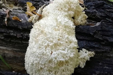 Жители Самары нашли удивительный съедобный гриб