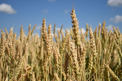 Андрей Кислов: "Господдержка АПК повышает эффективность сельхозпроизводства"