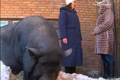 Желтая свинья: какими чертами характера обладает символ 2019 года