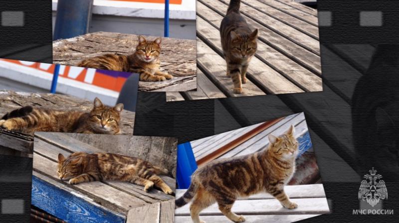 Видео: в ГИМС МЧС Самарской области несет службу кошка Эльза